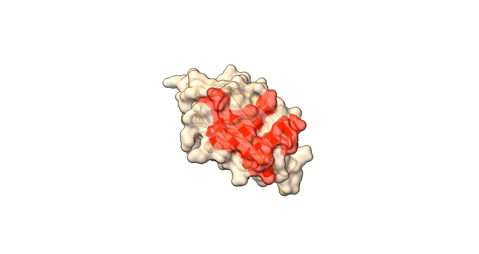 De Novo Antibody Design