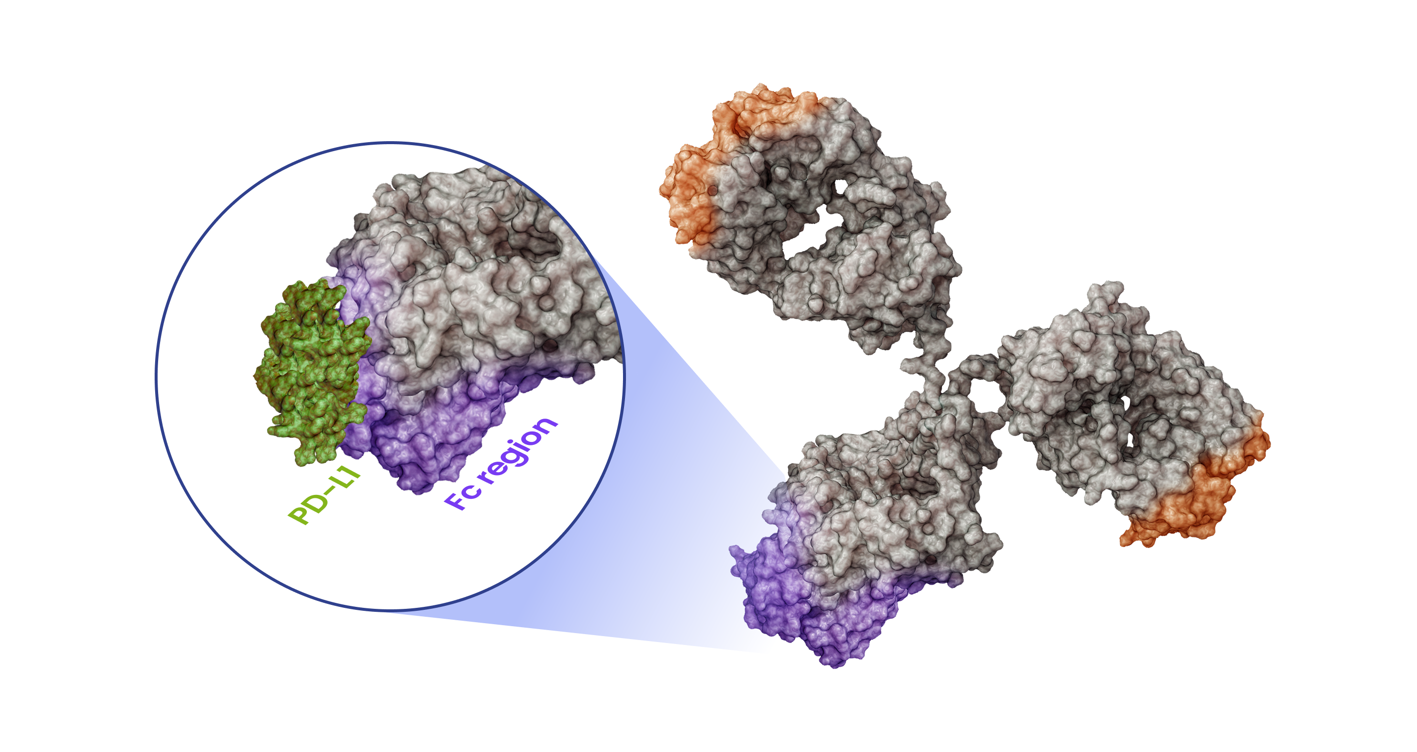 De Novo Antibody Design